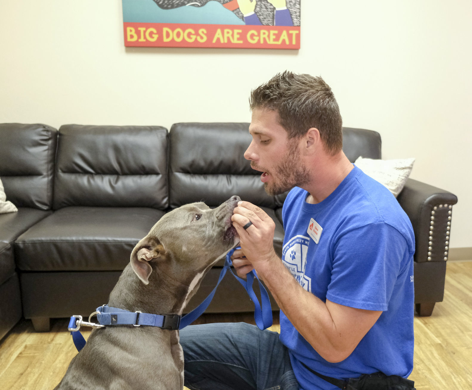 pain meds for dogs after neutering