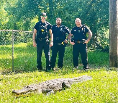 officers and the gator