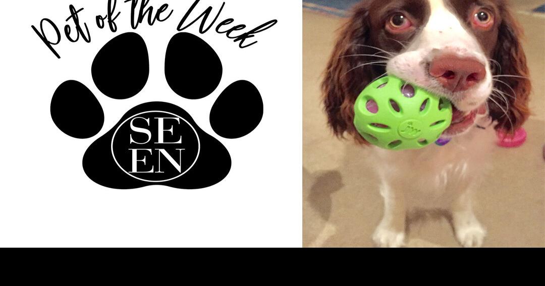 SEEN Pet of the Week Sophie Pet SEEN