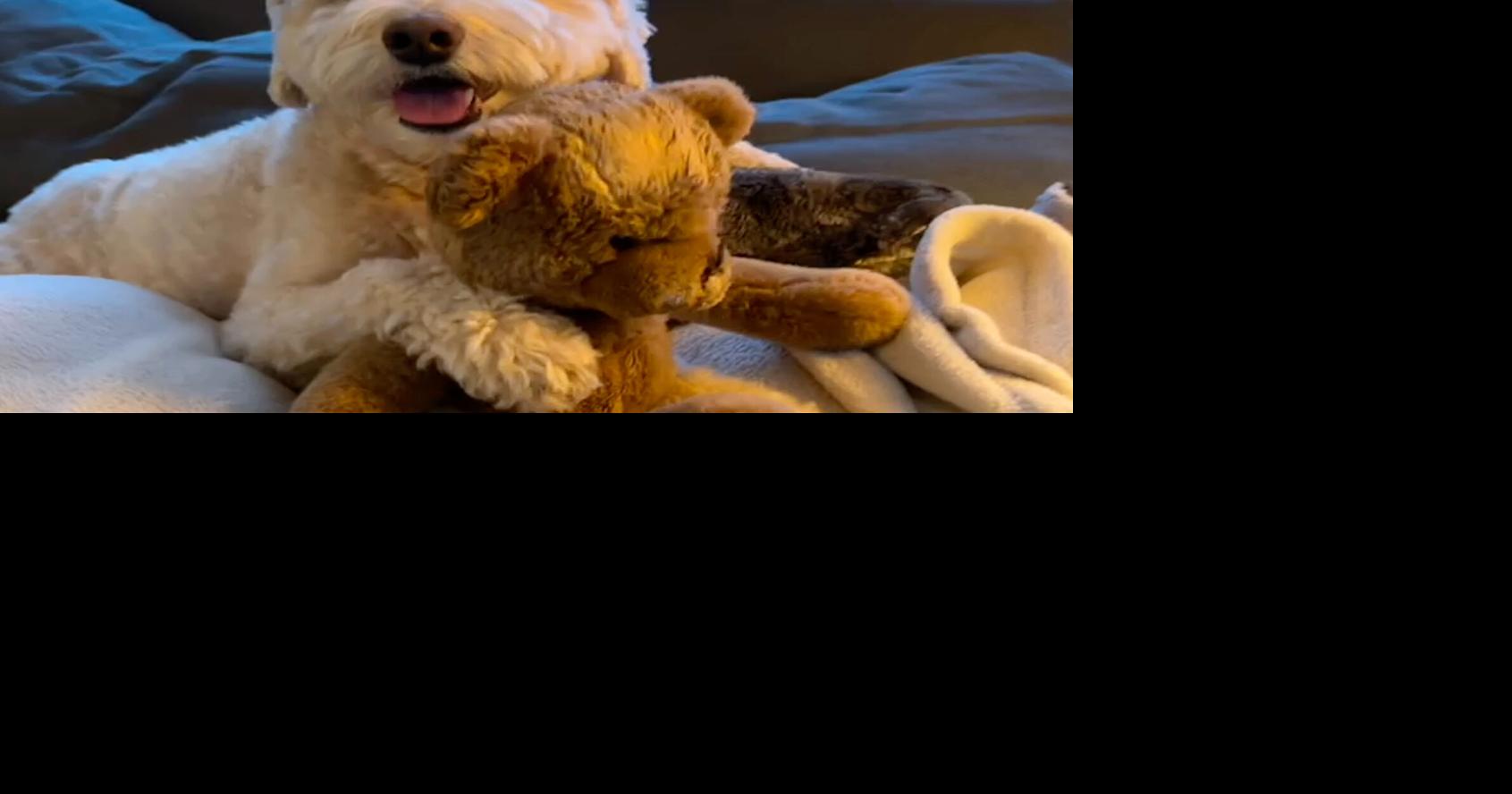 Pet SEEN Cute Pets Featured in March 2023 Pet SEEN