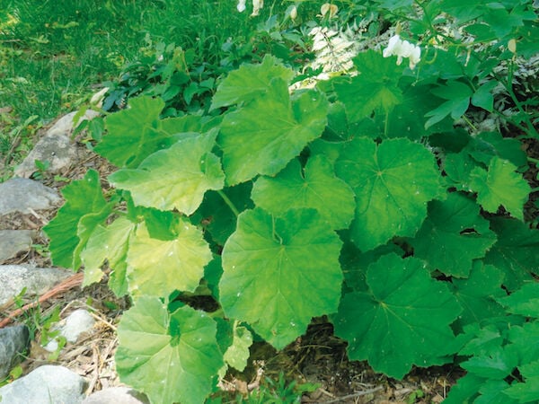 5 Native Plants to Add to your Michigan Garden | Home | seenthemagazine.com