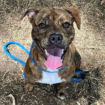 October Adoptable Pets in Metro Detroit | Pet SEEN | seenthemagazine.com