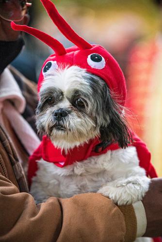 Dressed-Up Dogs: Check Out This Halloween Costume Contest for Pets, Parties + Event Photos