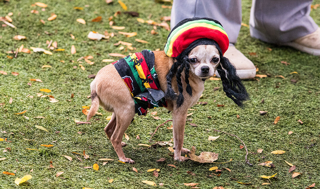 Chihuahua shop halloween costume