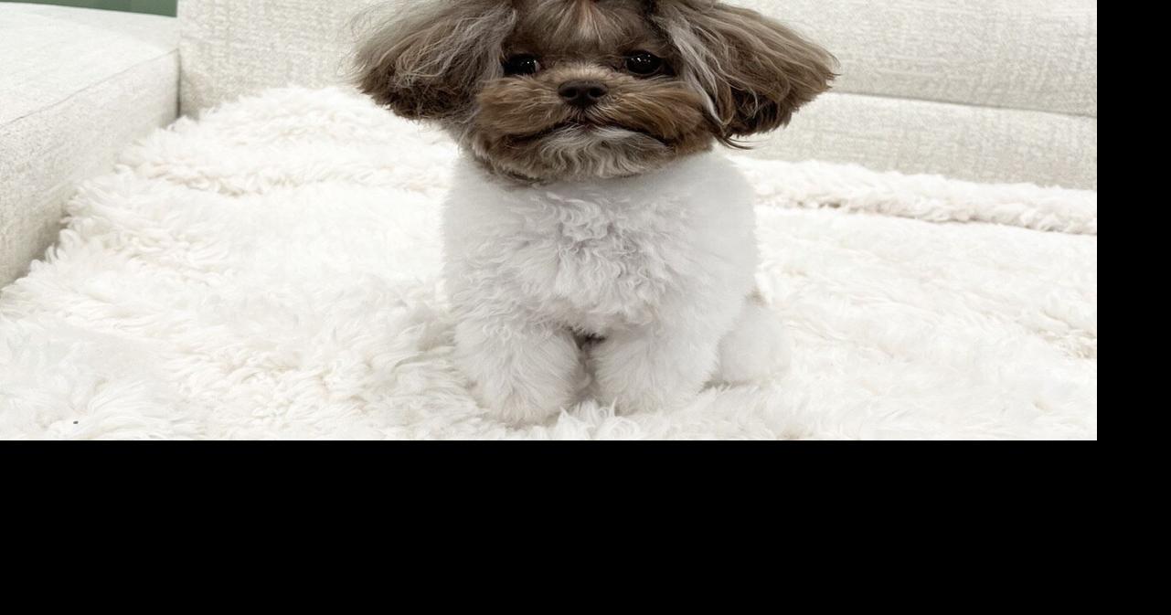 Pet SEEN Cute Pets Featured in May 2023 Pet SEEN