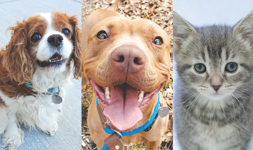 michigan animal rescue league dogs