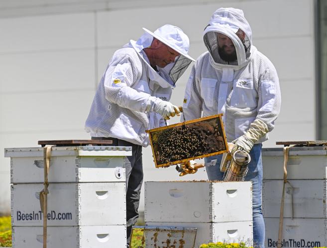 Buy The Last Beekeeper - Microsoft Store