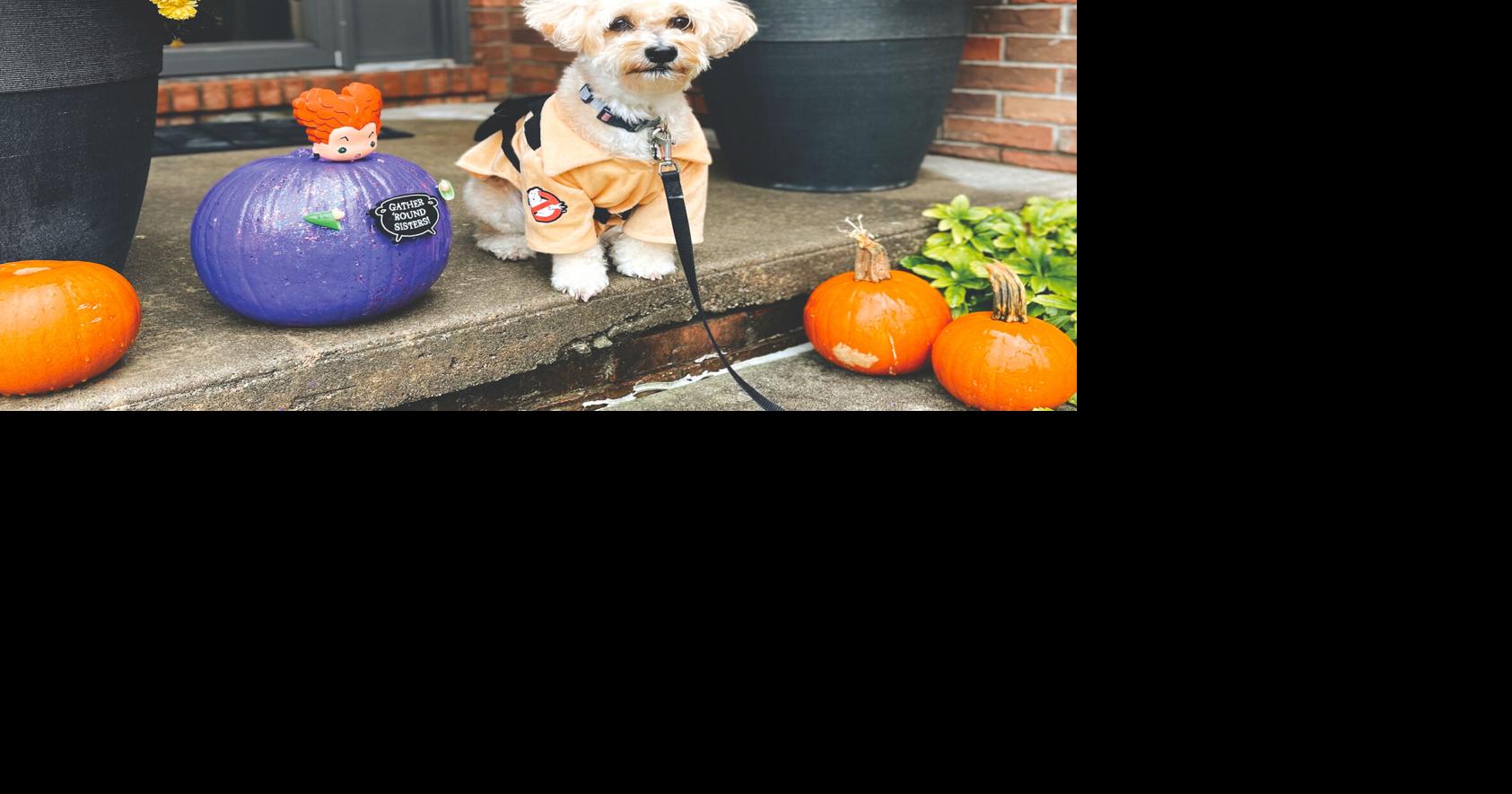 Pet SEEN Cute Pets in Costume Featured in October Pet SEEN