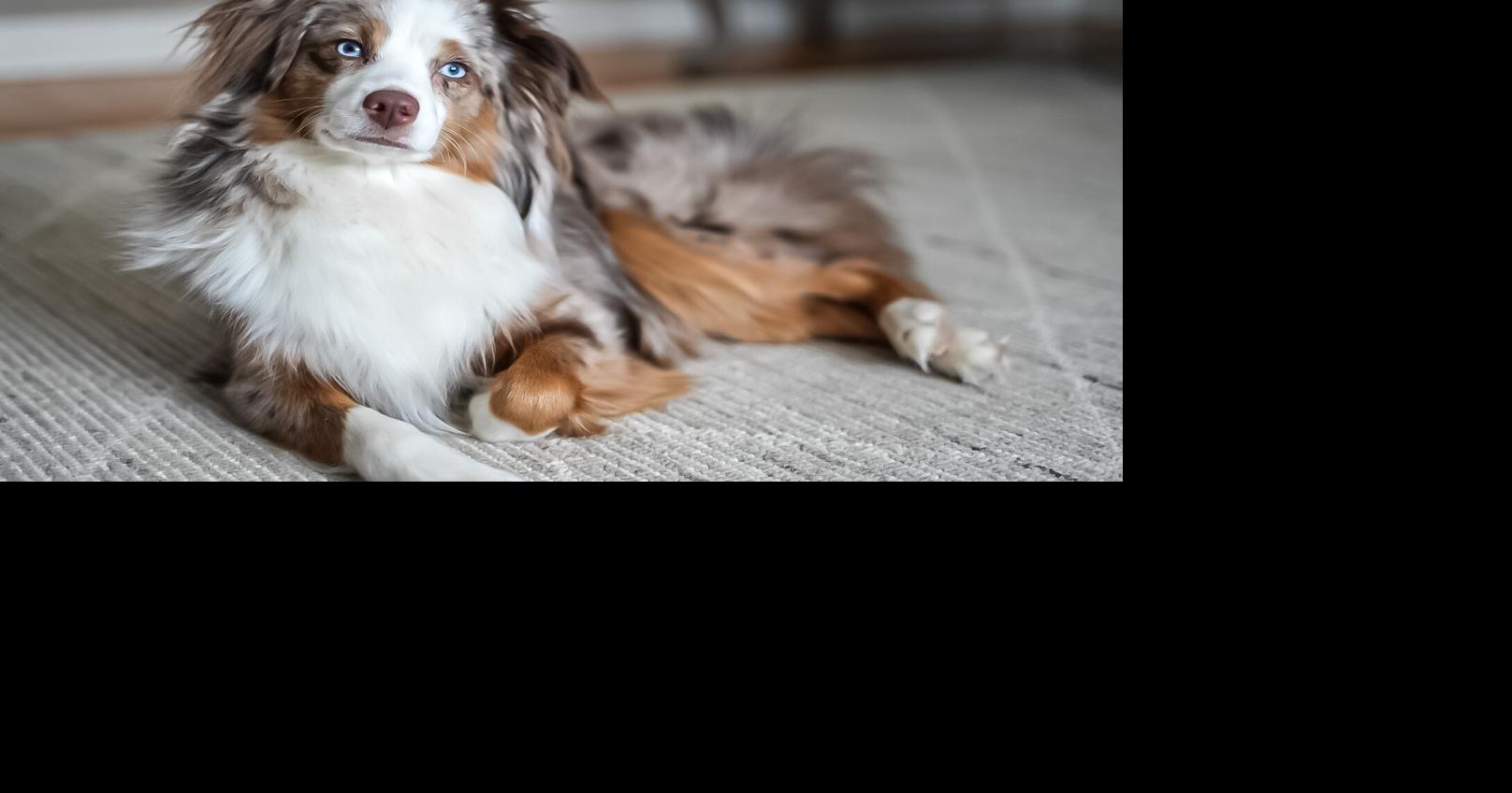 Pet SEEN Cute Pets Featured in June Pet SEEN