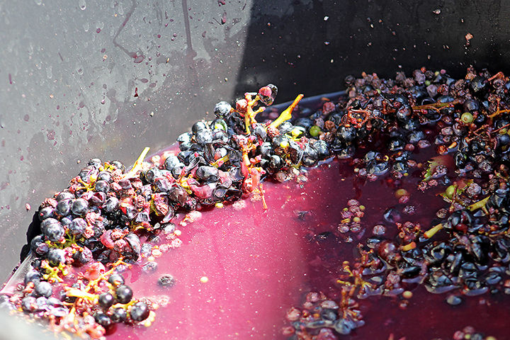 grape stomp grape stomp