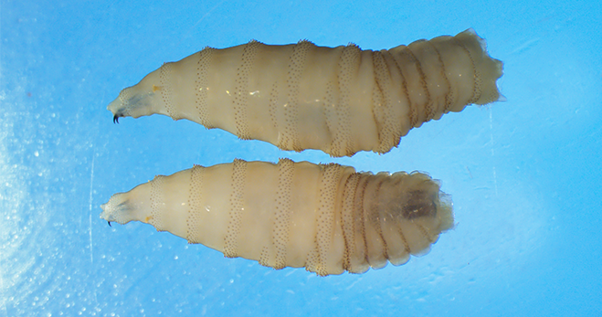Local organization urges vigilance with stopping screwworms