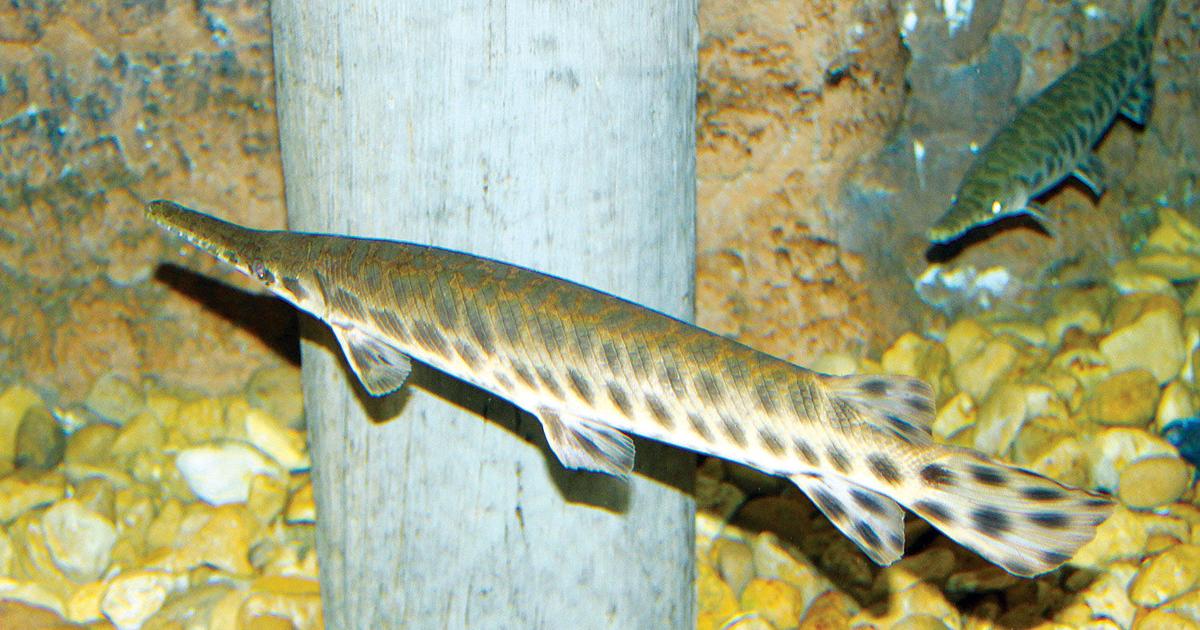 MIMS: A fish out of time, the ancient gar prowls the waters of Texas ...