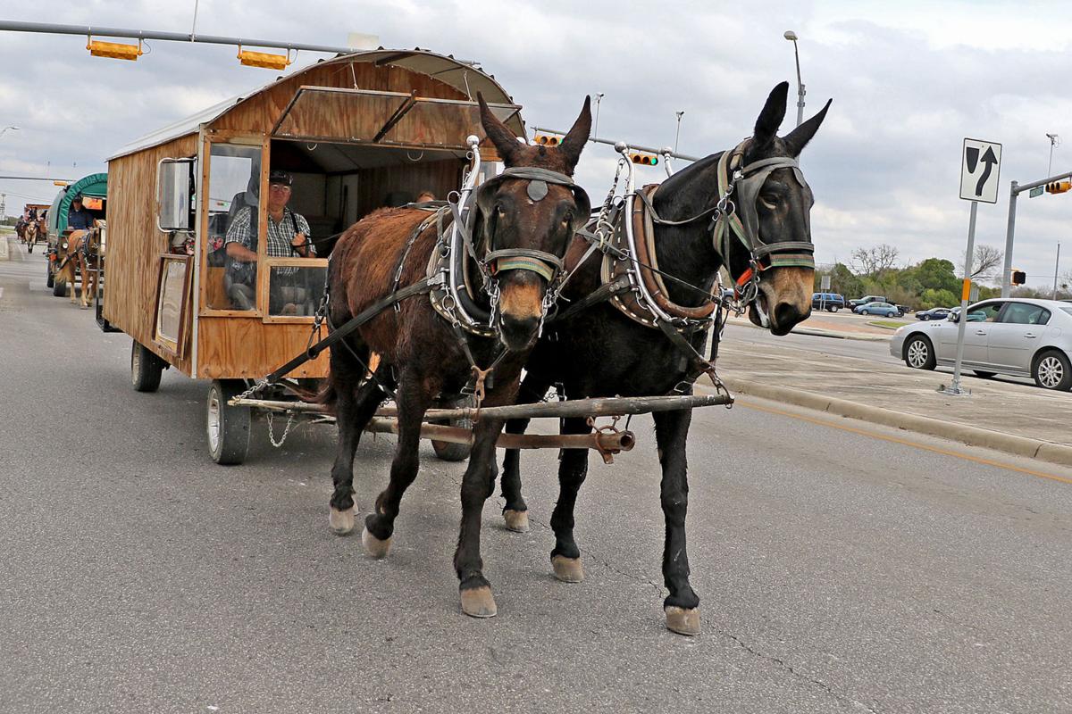 Trail drivers pass through Seguin en route to rodeo News