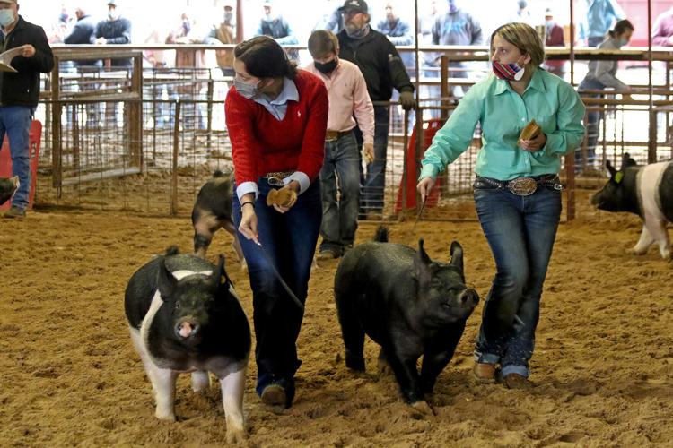 Students display months of work in Guadalupe County Youth Show ring