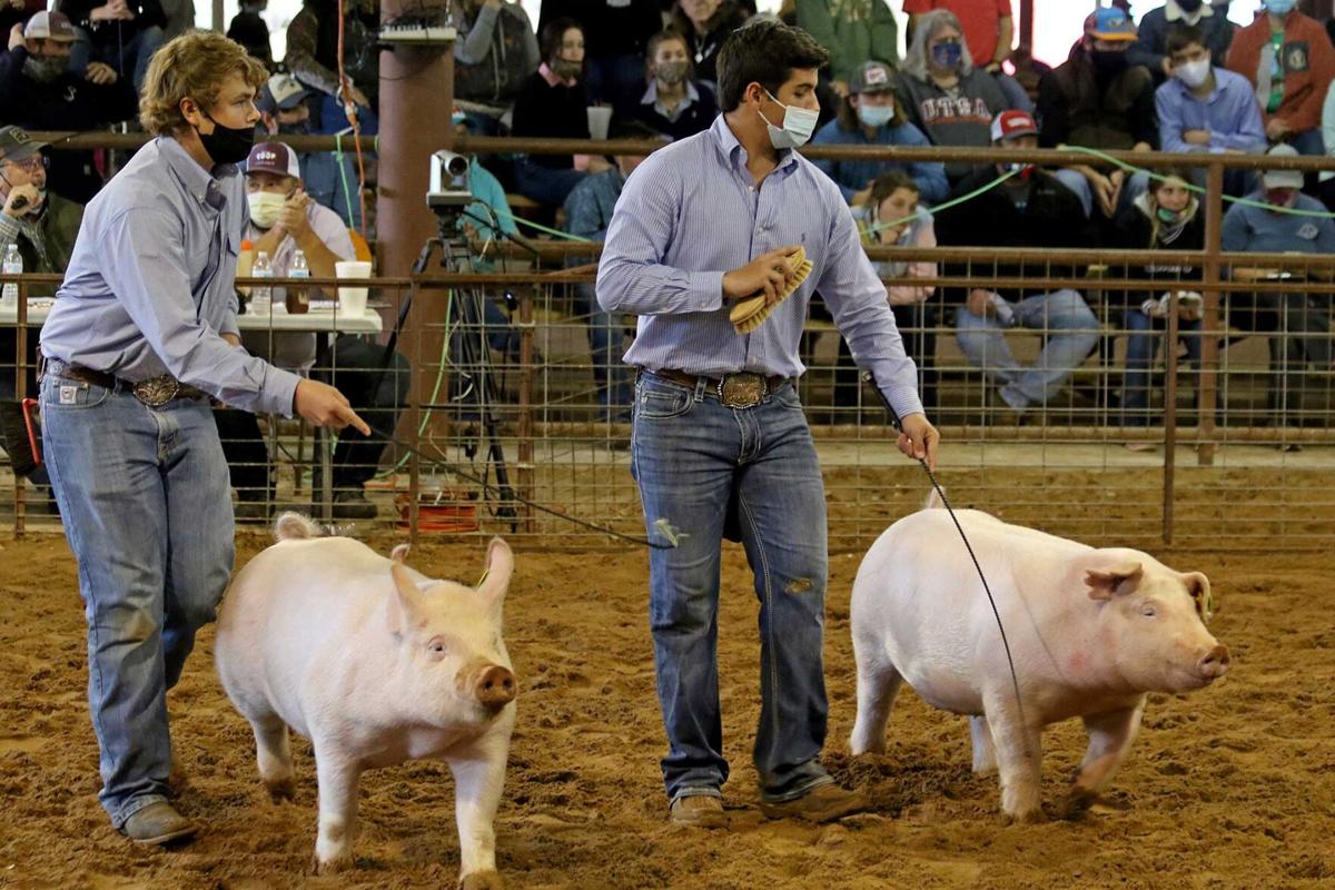 Students display months of work in Guadalupe County Youth Show ring