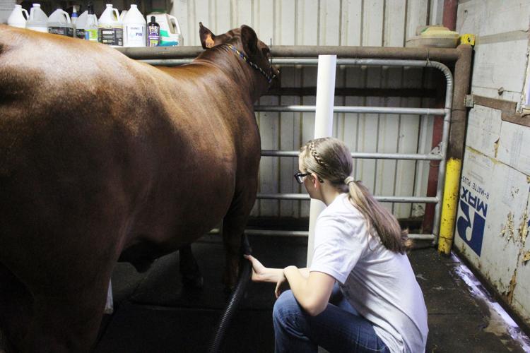 Steers, youth show have been part of life for Taryn Landes News