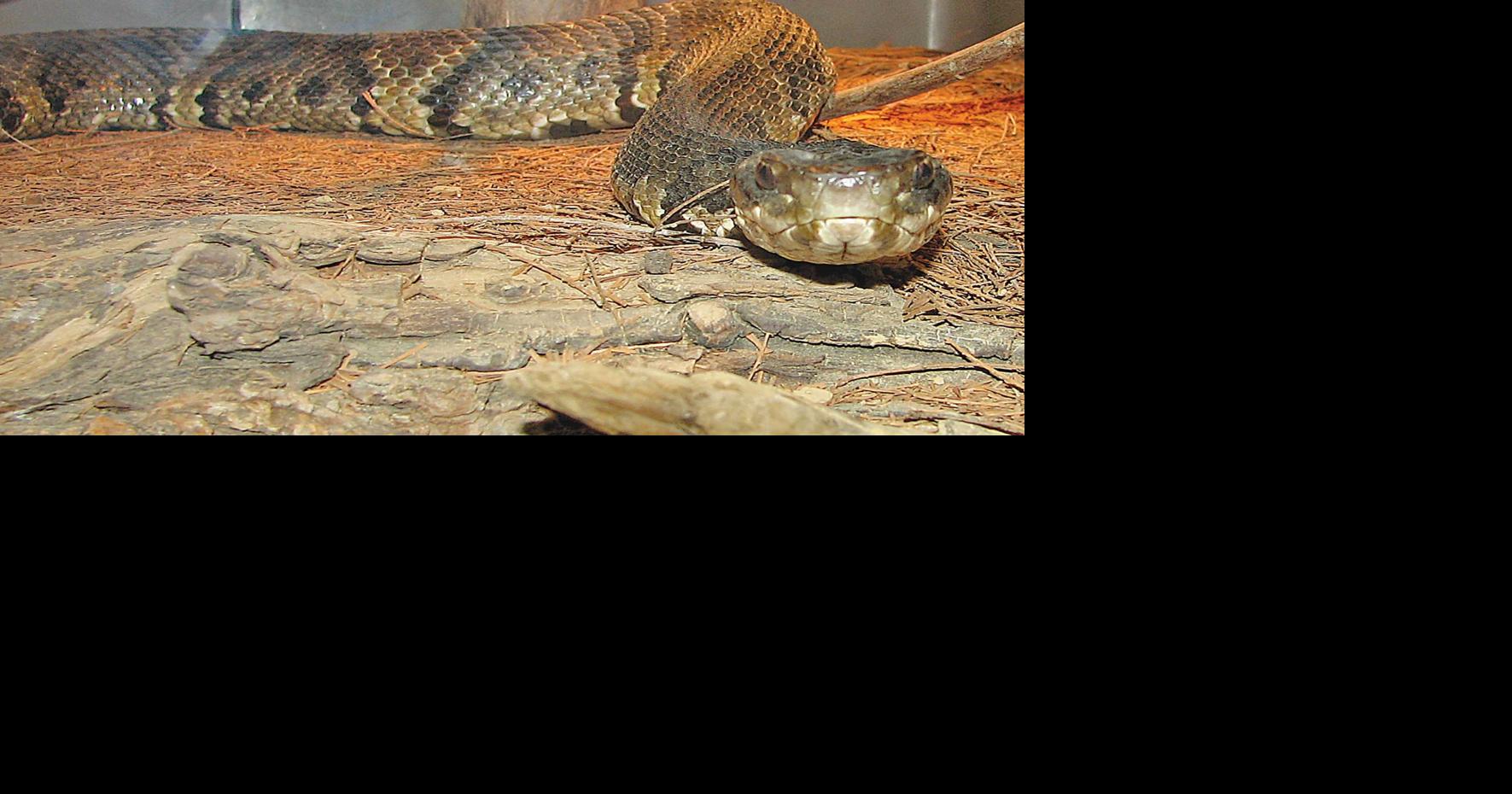 Rainfall may cause more snake sightings | News | seguingazette.com