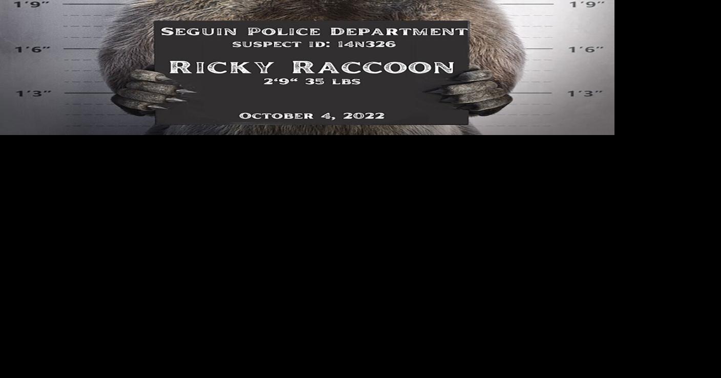 No. 9. Raccoons wreak havoc on city’s power grid, spark social media ...