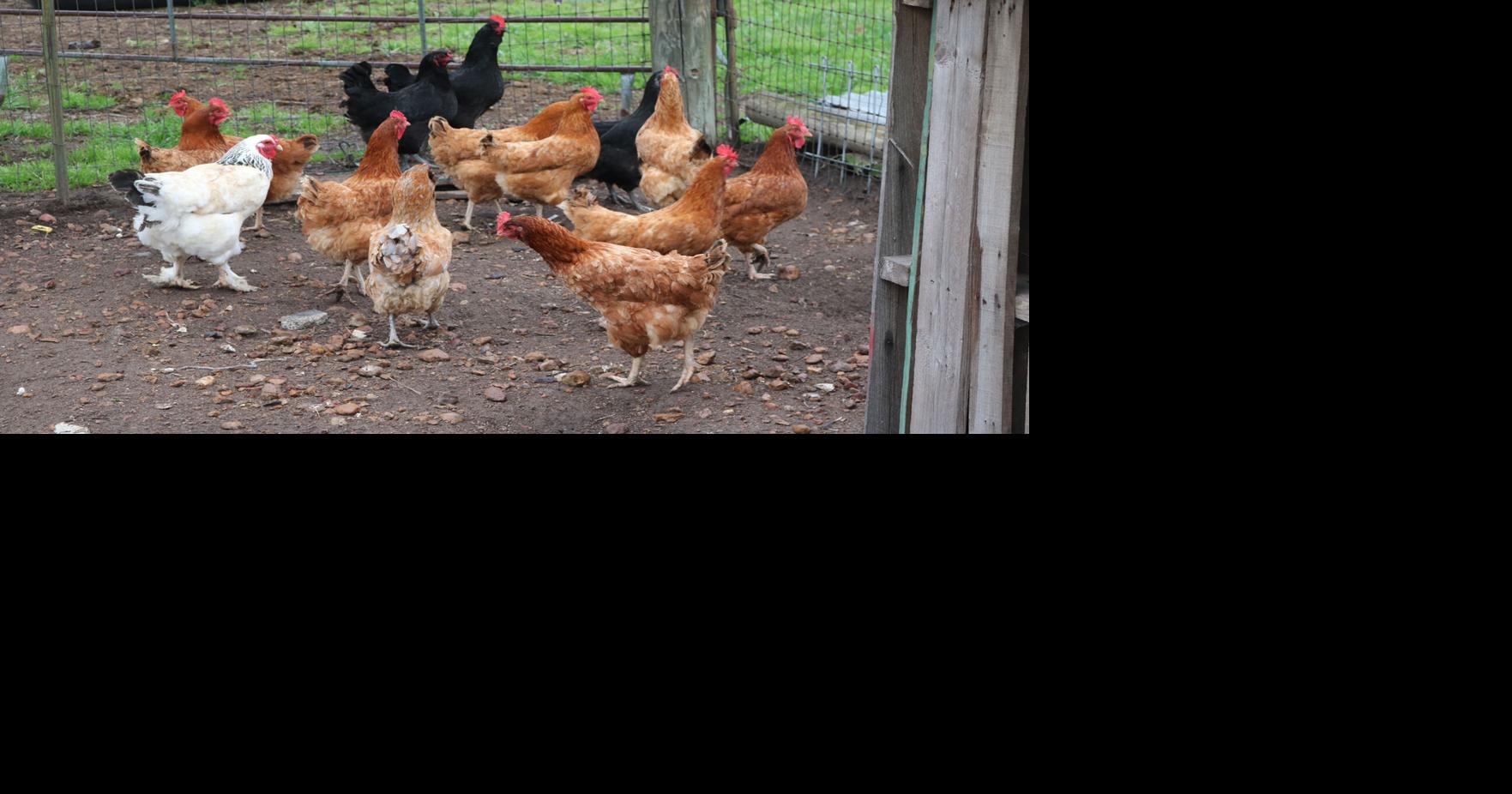 Backyard Birds and the benefits of raising them | Magazine ...