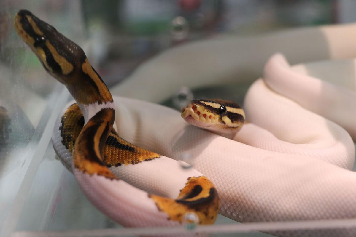 Snakes, spiders, and more found at Reptile Expo News