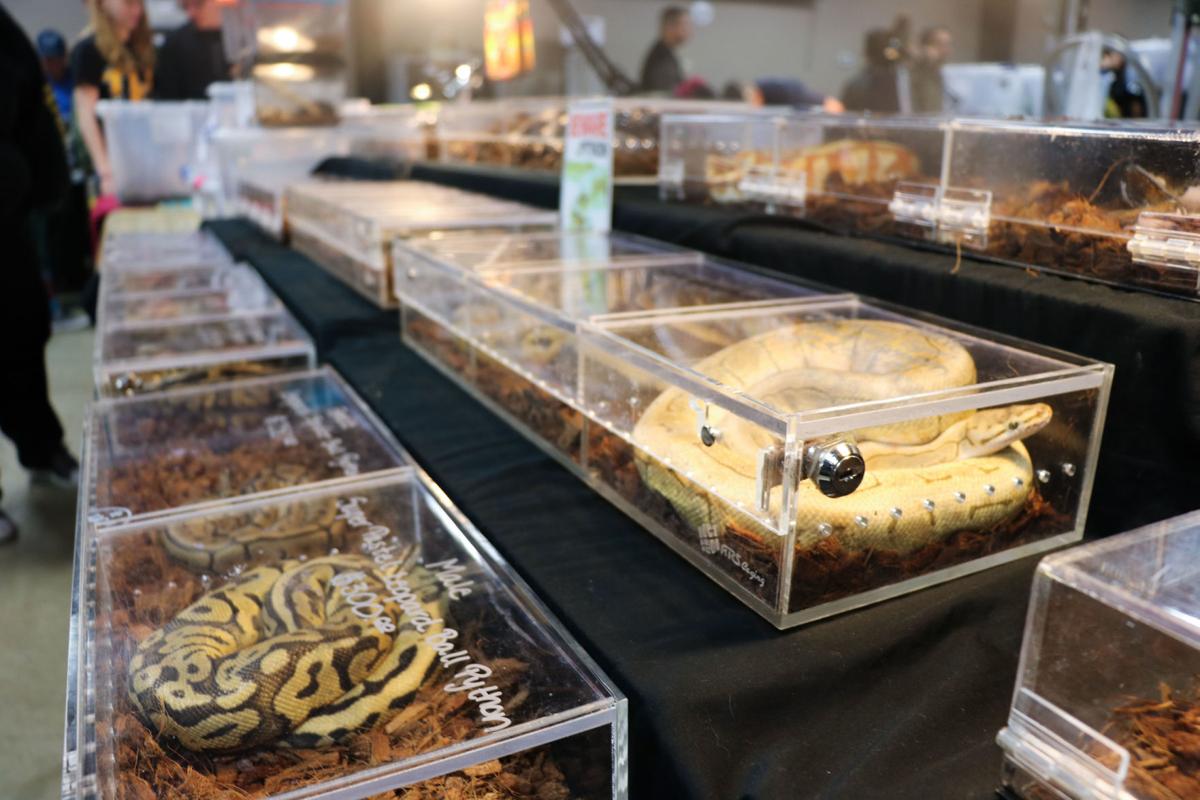 Snakes, spiders, and more found at Reptile Expo News