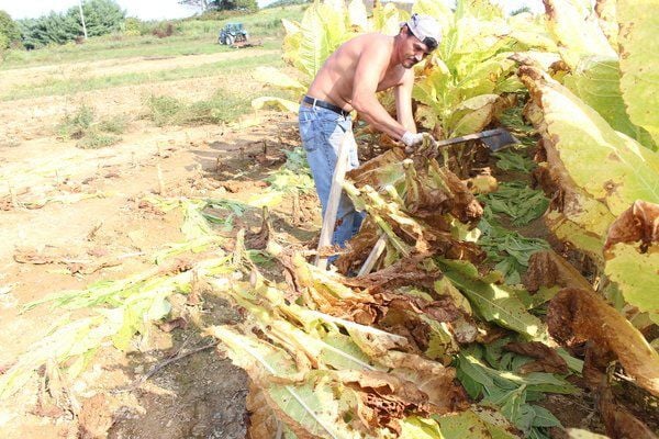 cutting tobacco spear Laurel man wins tobacco cutting contest - again | Local News