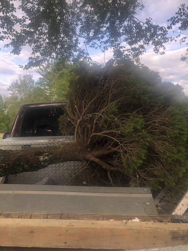 Two arrested for stealing tree from residence Local News sentinel