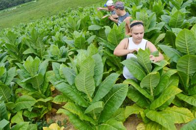 tobacco outlet plus grocery TOBACCO OUTLET PLUS - Updated May 2026 - 109 S 17th Ave, Wausau, Wisconsin  - Tobacco Shops - Phone Number