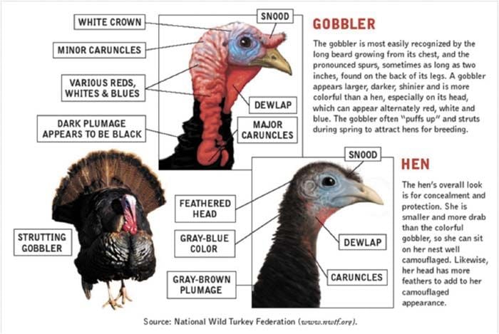Your Great Outdoors: Spring season is the Fifty Shades of Turkey