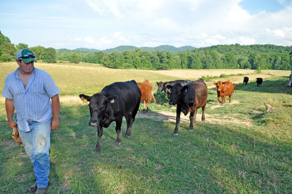 Number of Laurel farms has declined News
