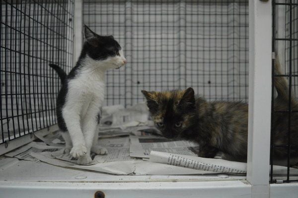 Pets available for adoption