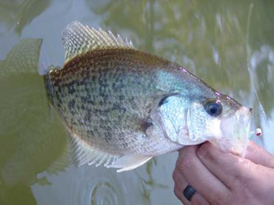 Kentucky Afield Outdoors: Three productive winter crappie fishing