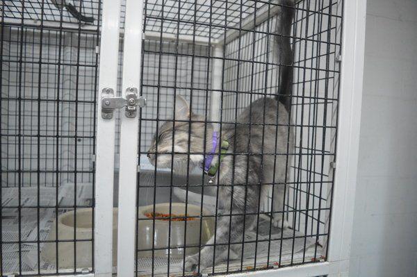Pets for adoption at the Laurel County Animal Shelter | Local News