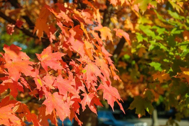 Kentucky Showcases Autumn Through Many Colors Kentucky Sentinel Echo Com