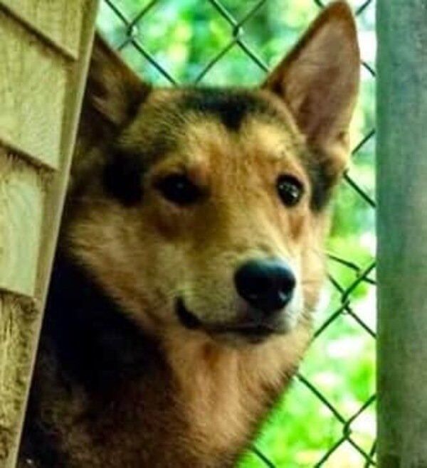 villalobos wolf dog rescue