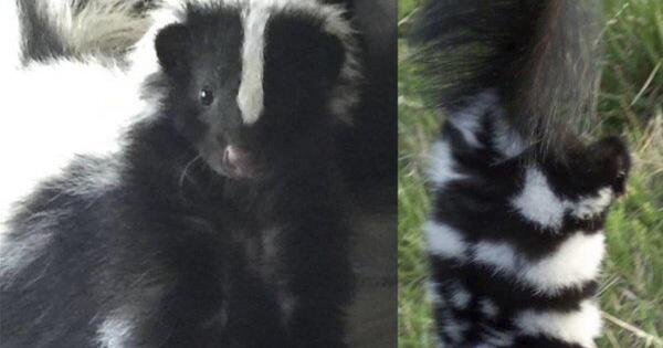 WILDERNESS TRAIL TAILS: The striped and spotted skunk | Lifestyles |  