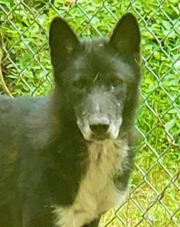 villalobos wolf dog rescue