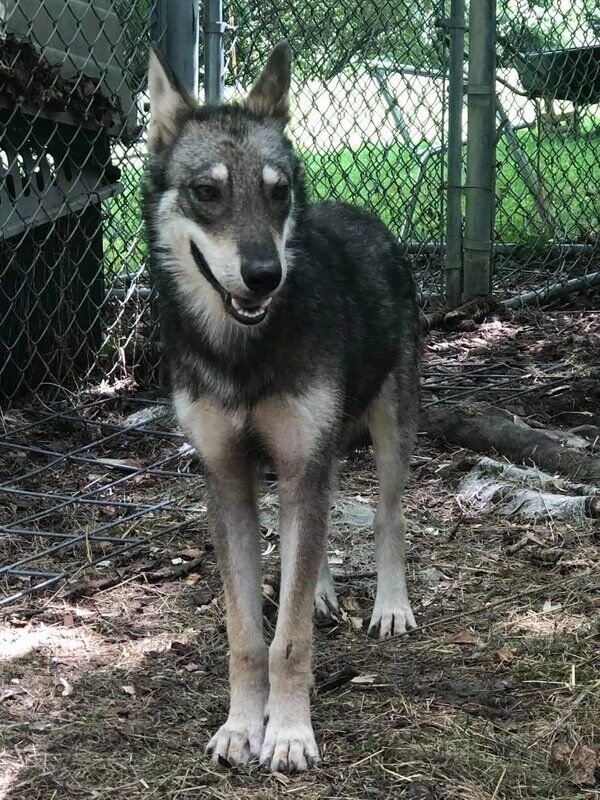 villalobos wolf dog rescue