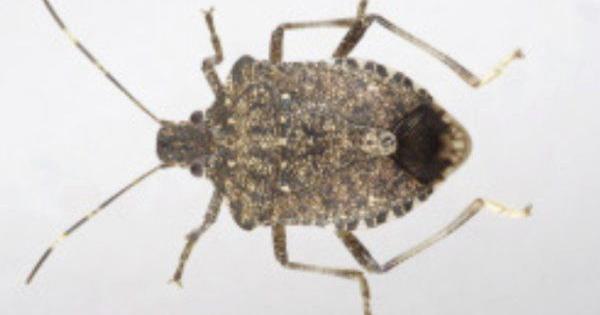 Four fall invaders to prepare to encounter | Local News | sentinel-echo.com