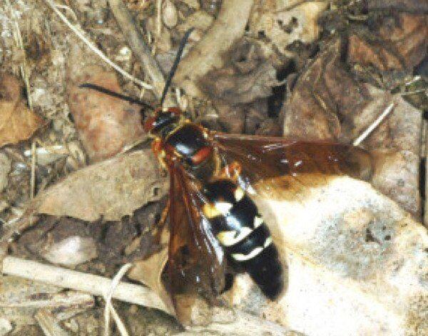 Giant Wasps Swarming My Lawn Local News Sentinel Echo Com