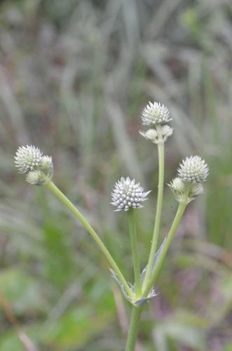 Rattlesnake Master Eryngium yuccifolium | Local News | sentinel-echo.com