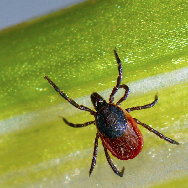 jackson lab tick borne disease doxy