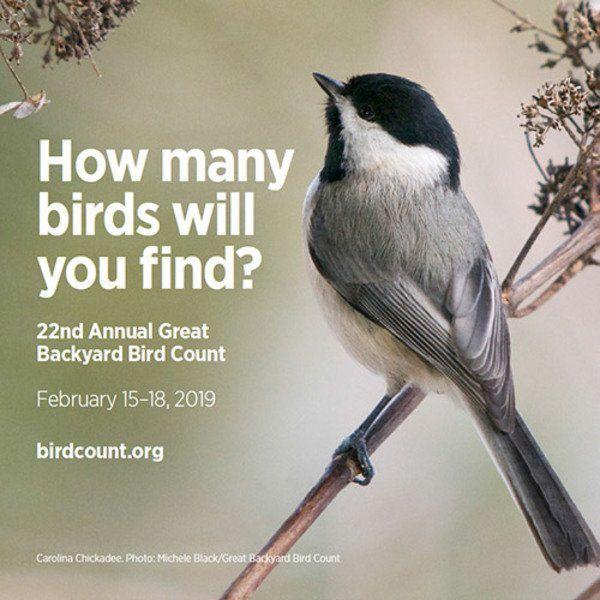 The Great American Backyard Bird Count | Community | sentinel-echo.com