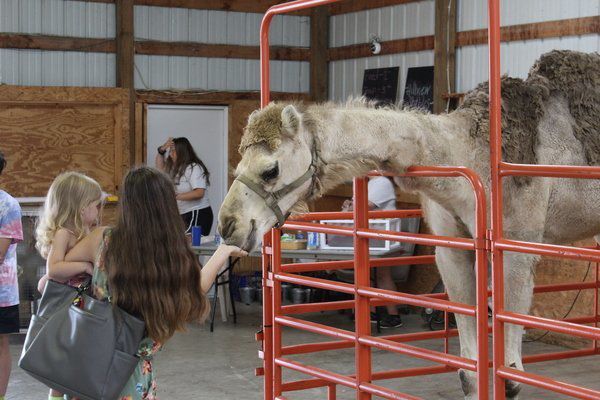 Feature photos of the Laurel County Fair