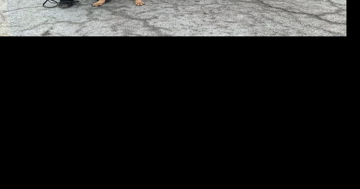 Whitley inmate apprehended after escape during hospital visit