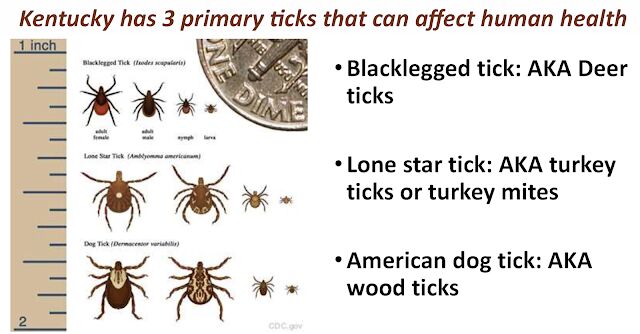 sentinel dog ticks