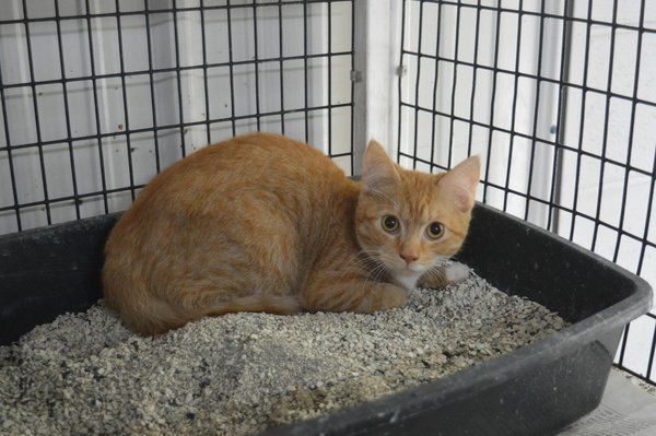 Pets available for adoption