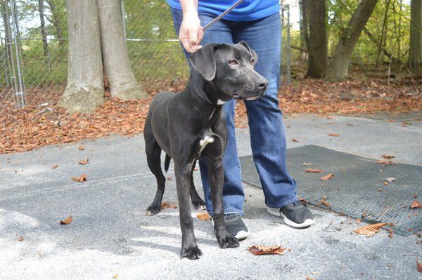 Pets available for adoption