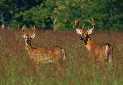Kentucky's Deer Season now underway | Community | sentinel-echo.com