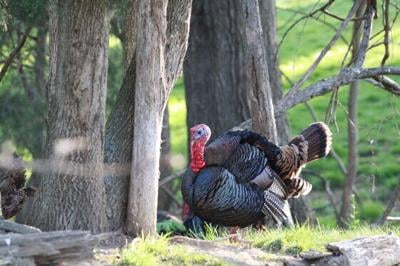 ky-spring-turkey-season-2023-turkey-6_crop.jpg